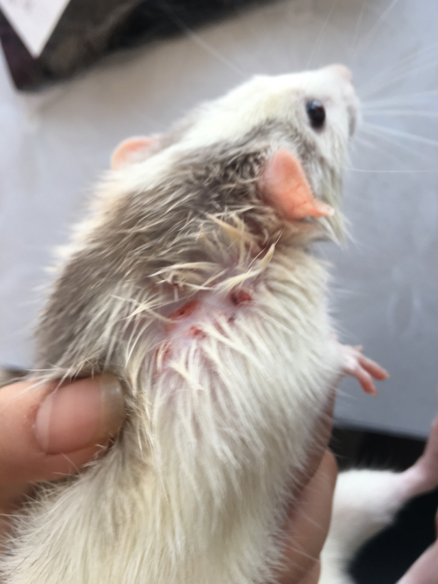 仓鼠脂肪粒用什么消除