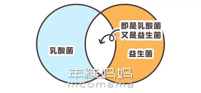 乳酸菌身体乳是啥