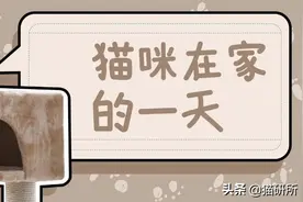 你不在家的时候，猫咪的一天都是怎么过的？图片