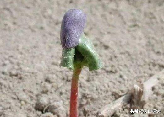 出苗期的棉花应该怎么管？