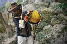 喜马拉雅岩壁“液体黄金”：采蜜人惊险2小时，一克雪蜜有价无市图片