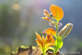 五月再见，六月你好，往事不回头，余生不悲伤图片