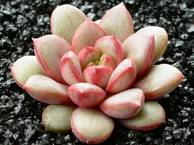 多肉植物名称葡萄(多肉植物葡萄的养殖方法)-措必培