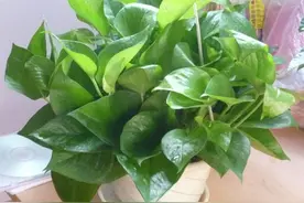 家里刚装修好，这几种绿植安排上，能有效吸收废气净化空气图片