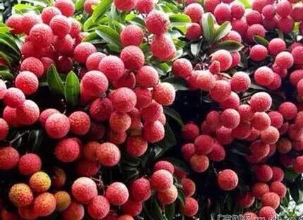 海南的水果上市时间表你知道有什么水果吗？