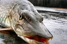 宠物鱼能养多久？它们的寿命长短，取决于体型大小和水质是否良好图片