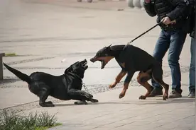 狗狗为什么总是喜欢“狗仗人势”？图片