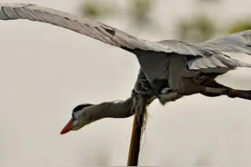 求生欲极强的动物，即使被天敌吞下肚子，也会奋力逃出生天图片