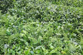 鄂西北高山生态绿茶，不打农药藏于深山，这样的绿茶你喝过吗？图片