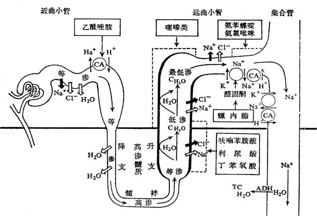 一文读懂利尿剂是如何利尿的
