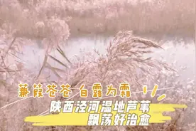 蒹葭苍苍！陕西泾河湿地芦苇荡飘荡好治愈图片