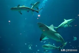 了解海洋的重要性，就能明白各国为何会因为领海问题产生纷争图片