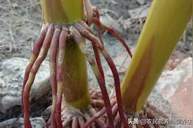 你知道玉米根到底有啥用？知道的当成“宝”，不知道的扔掉图片
