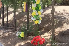 树葬是免费的吗？是不是把骨灰撒在树下就可以了？图片