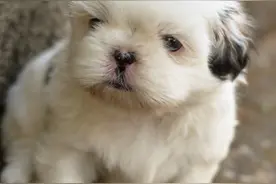 小奶狗图片图片