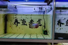 关于鱼缸水质白浊问题，我就不信这么分析后，新鱼友们还不明白？图片