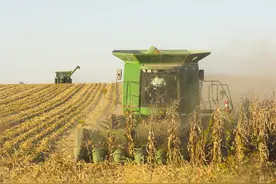 美国的玉米一亩能产多少斤？和中国相比，差距有多少？图片