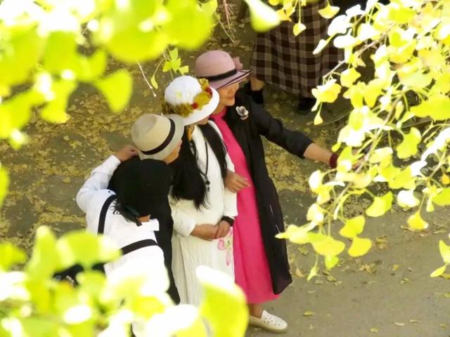 秋风吻尽银杏叶，艳遇醉美帽子峰