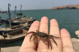 海港偶遇一只小萌蟹图片