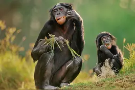 人类为什么失去了“丁丁骨”？这种进化是退步，还是优势？图片