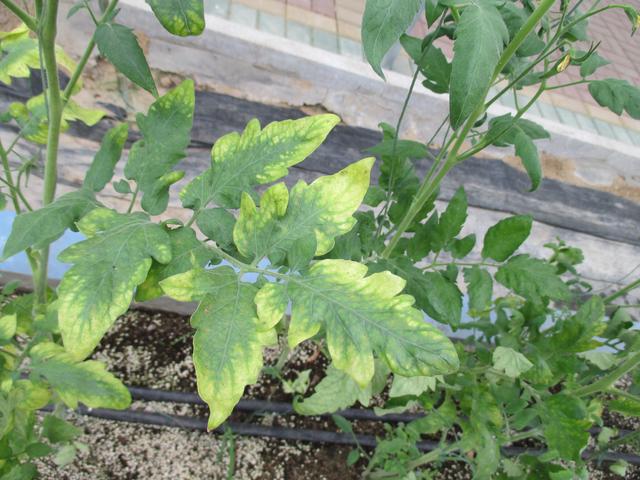 姘ㄥ熀閰稿彾闈㈣偉鍜岃厫娈栭吀鍙堕潰鑲ュ埌搴曢€夊摢涓紝杩欑瘒鏂囩珷涓€娆¤娓呮