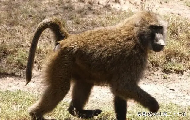 吉尼斯世界之最：世界上最小的猴子，体长不足10公分