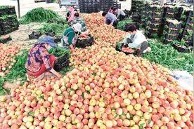 黄河滩上桃花源图片