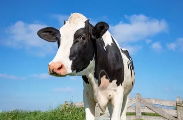 过瘤胃产品技术简介