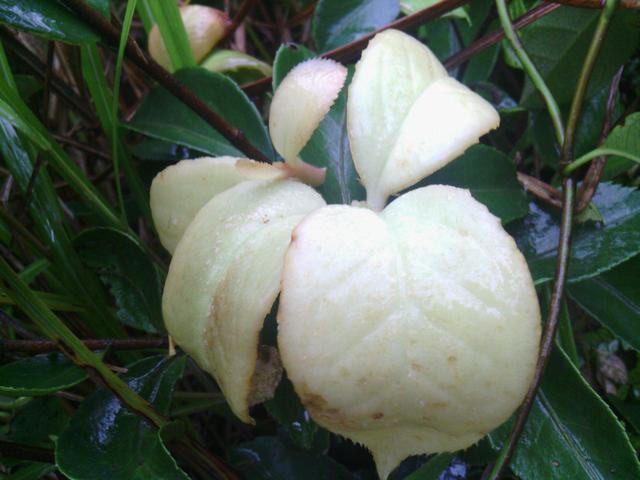 农村这种树叶四月吃最好，含植物氨基酸，错过了只能等明年