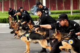 “狗狗禁养名单”，德国牧羊犬被禁养，一只优秀又忠诚的犬种图片