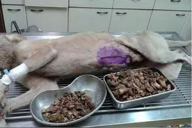 给狗狗吃这些等于“慢性自杀”，有的人还在喂，兽医：无知图片