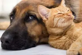 德牧痛失爱猫后开始"捡猫之旅"，铲屎官：我都快养不起你了图片
