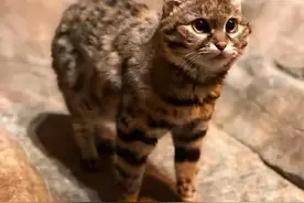 猫会灭绝吗？这可能是最后一只猫图片