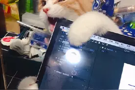 答应我，如果养了猫…一定要保护好电脑图片