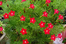 有8种花，一开就是100天，家里养几盆，一年四季赏花不停图片