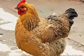 “鸡是千日虫，再养就会穷”啥意思，三年老母鸡不受待见？图片