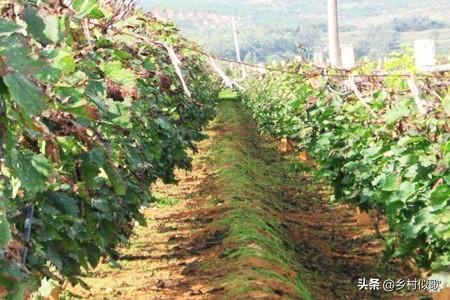 寰偉鏈夋椂鐨勫姏閲忔槸宸ㄥぇ鐨勶紒绉嶆钁¤悇琛ュ厖钀ュ吇鏃讹紝鎬庝箞閫夋嫨寰偉锛? onerror=