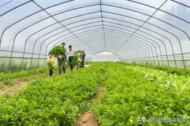 安阳市殷都区区长雷鸣宣布：建档立卡贫困村33个脱贫退出，建档立卡贫困户2401户5469人全部脱贫图片