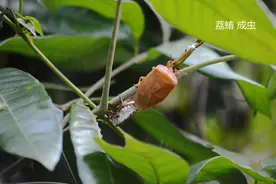 邂逅“臭美”的荔蝽图片