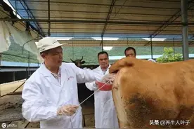 为什么母牛不产犊？应具体情况具体分析、处理，急售并非好办法图片