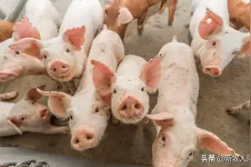 2021年下半年猪价会如何走，本文来解析下跌原因和后期猪价走势图片