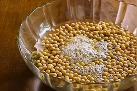 黄豆泡一泡，倒进花盆里，劲大营养足，养花种菜一级棒图片