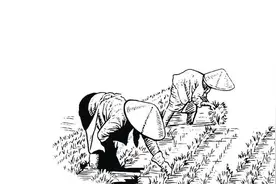 乡土散文：插秧图片