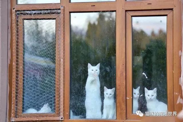 土耳其安卡拉猫 土耳其安哥拉猫和狮子猫的区别(图16) 土耳其安卡拉猫 土耳其安哥拉猫和狮子猫的区别(图16)