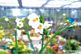 几种可观赏的盆栽杂草 | 动态图片