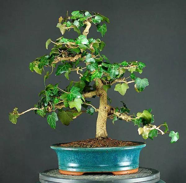 常春藤老桩盆景