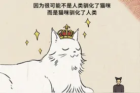 猫对人没什么感情，跟着你就是为了混饭吃图片