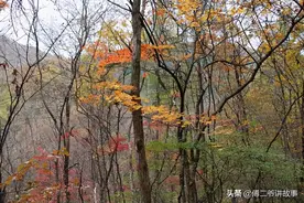 满族喜食山野菜图片
