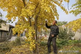 七旬大爷20年前种植两棵树会开花会结果，还是一雄一雌，啥情况图片