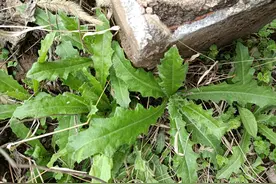 盘点15种春季野菜常见的食用方法图片